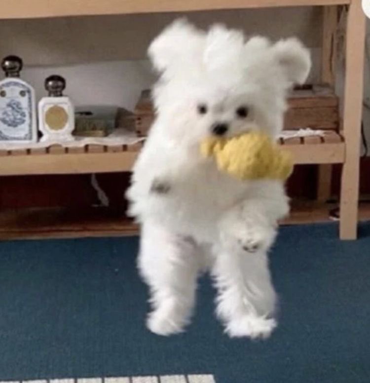 ʕ•͡•ʔปลปᡣ𐭩🌈🧁🧸(ยันต์กันแม่เคะ) tweet media