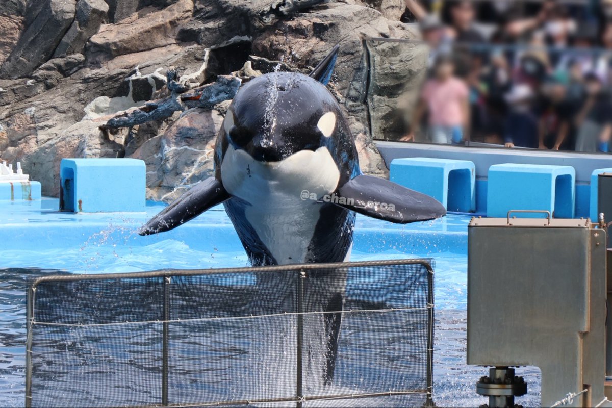2026/05/02 名古屋港水族館 シャチ リンちゃん 飛行機リンちゃんの続き 2026/05/02 名古屋港水族館 シャチ リンちゃん 飛行機リンちゃんの続き