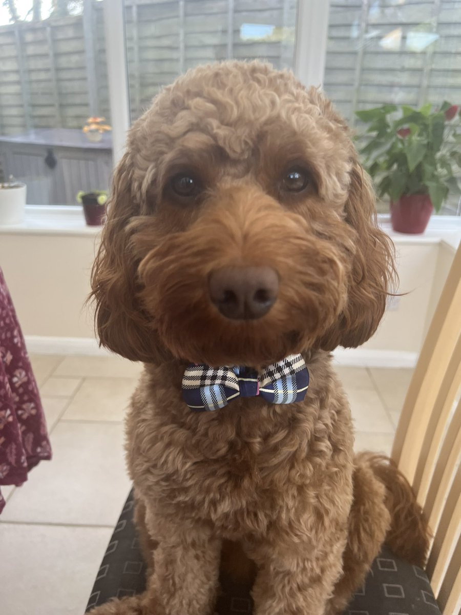 AureliAngel's tweet photo. Craziness doesn’t run in my family, it gallops… humans are strange beings. Wouldn’t change a thing… I ❤️them.
Okay.. can we go out, now?!!
#DogLovers #TempoDog #Dog #ClassyDog https://t.co/bPQPStfpqY