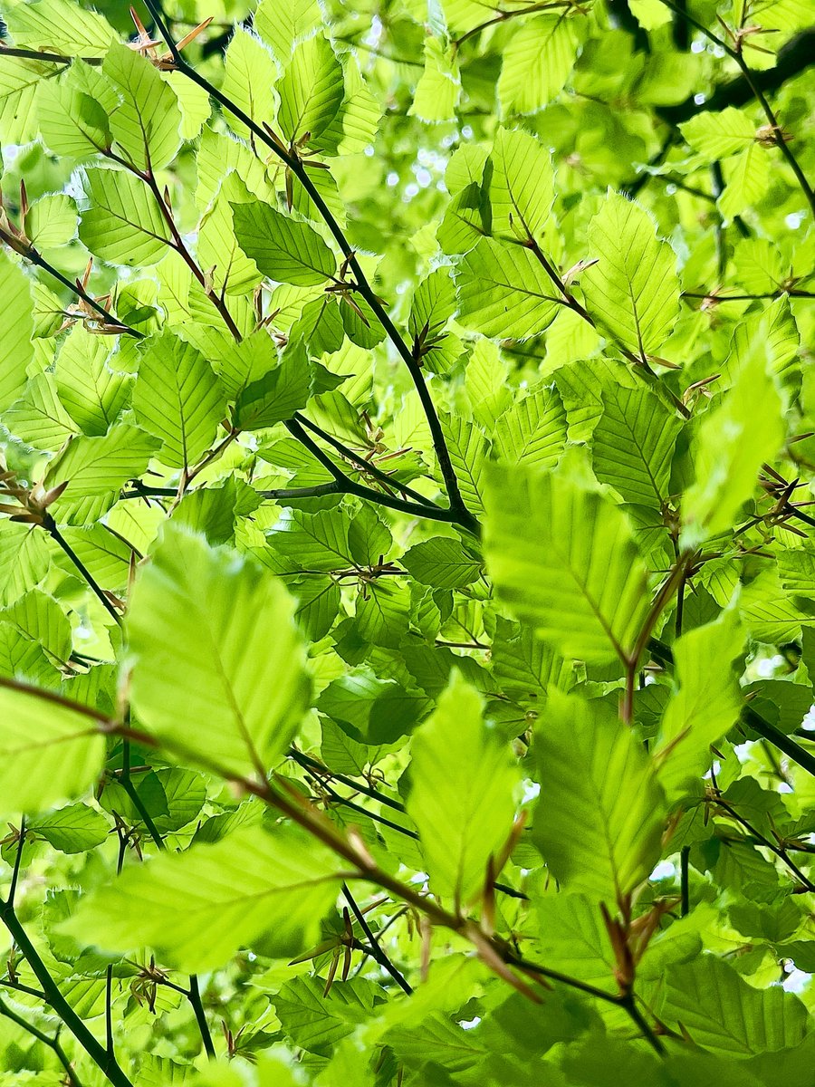 faerymere's tweet image. Trimming my bush… Life’s a beech!

#Faeryland #Grasmere #LakeDistrict 
#Beech #NewGrowth #Saturday
@ThePhotoHour