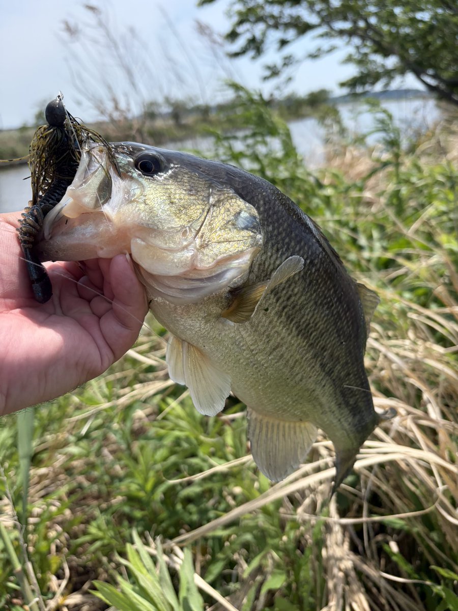 hamachafishing's tweet photo. GWの霞水系

昼頃からの出撃
とにかくふわっとを意識

1本確実に取るなら
この時期は閉鎖水域

閉鎖水域でフワッと
お試しあれ...👀

#バス釣り #霞水系 https://t.co/ChzUgzY5OB