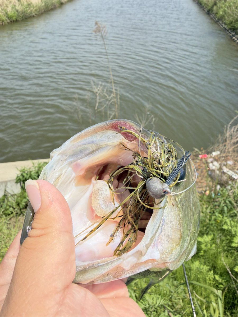 hamachafishing's tweet photo. GWの霞水系

昼頃からの出撃
とにかくふわっとを意識

1本確実に取るなら
この時期は閉鎖水域

閉鎖水域でフワッと
お試しあれ...👀

#バス釣り #霞水系 https://t.co/ChzUgzY5OB