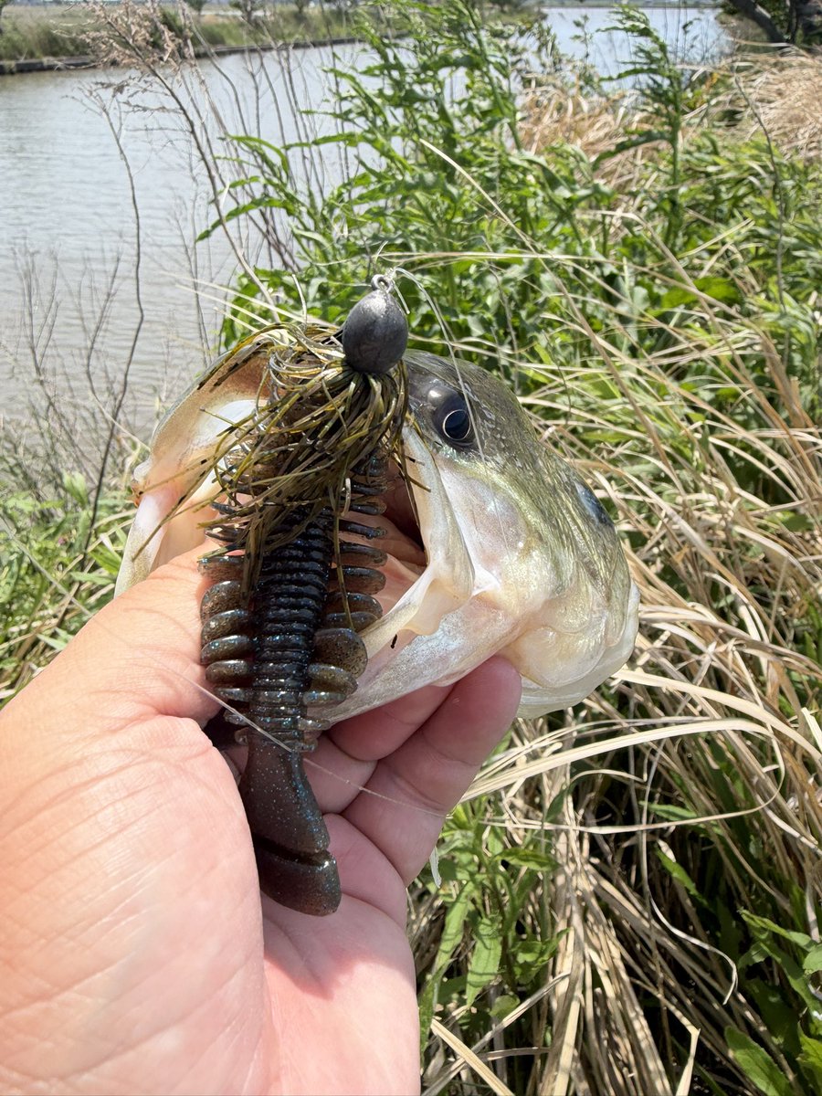 hamachafishing's tweet photo. GWの霞水系

昼頃からの出撃
とにかくふわっとを意識

1本確実に取るなら
この時期は閉鎖水域

閉鎖水域でフワッと
お試しあれ...👀

#バス釣り #霞水系 https://t.co/ChzUgzY5OB