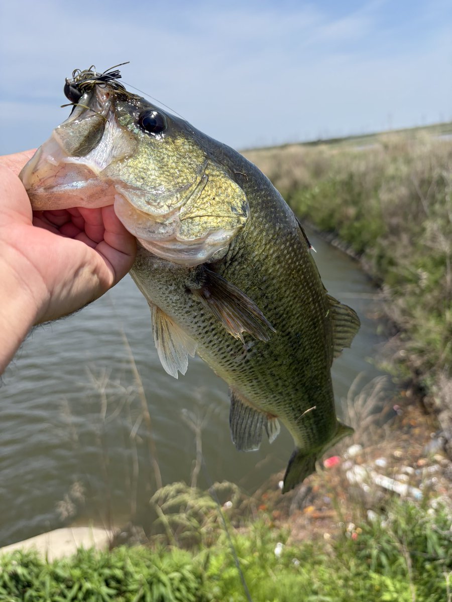 hamachafishing's tweet photo. GWの霞水系

昼頃からの出撃
とにかくふわっとを意識

1本確実に取るなら
この時期は閉鎖水域

閉鎖水域でフワッと
お試しあれ...👀

#バス釣り #霞水系 https://t.co/ChzUgzY5OB