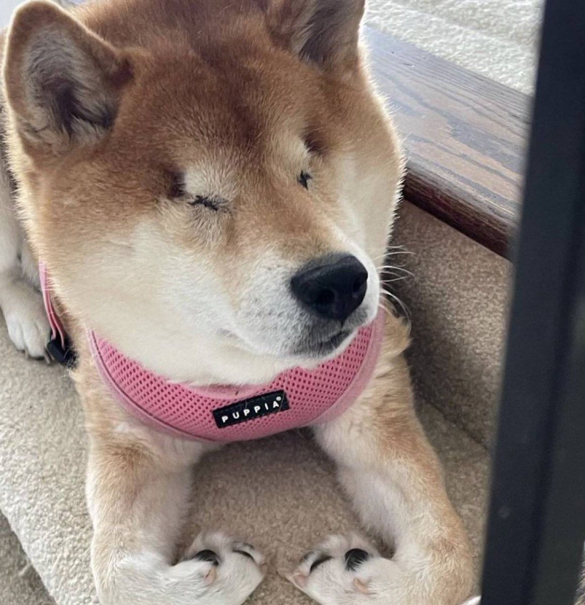 Blind Dog tweet media