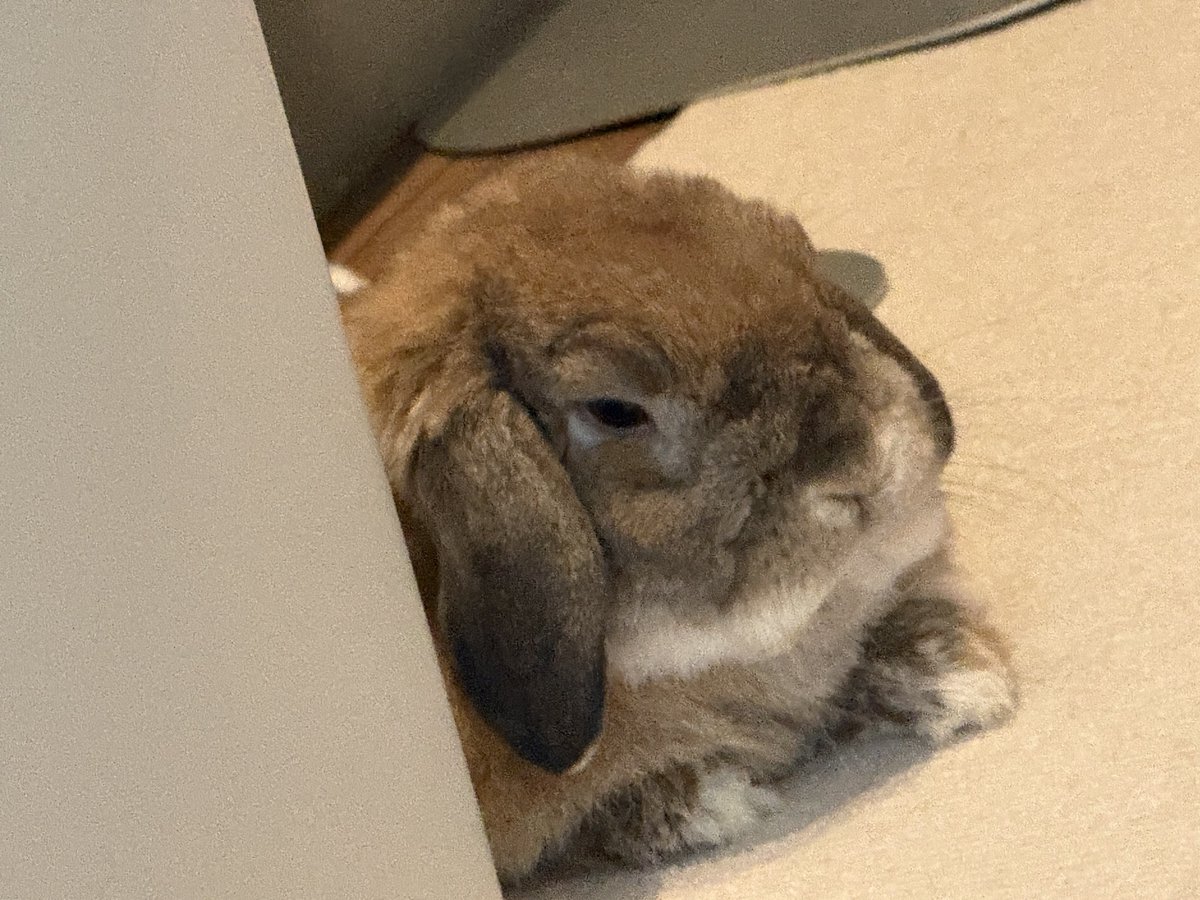 換毛期でゴルゴになっちゃった毛玉さん