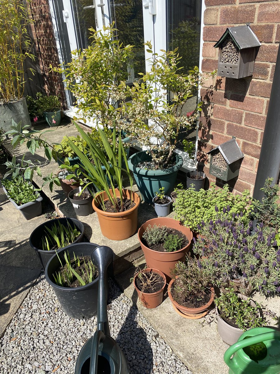 vwcecil's tweet image. Hi @mitchellsnik plants flowering in our garden-ceanothus, campanula, chives, French lavender, various anemones, bleeding heart, camassia, fuschia, blueberries, brides bouquet, forget me not, Iberia, calendula, Welsh Poppy, violets &amp;amp; phlox, it’s only 7x9 metres #getwild #insects