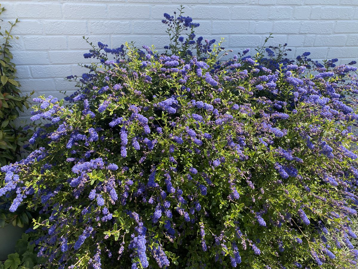 vwcecil's tweet image. Hi @mitchellsnik plants flowering in our garden-ceanothus, campanula, chives, French lavender, various anemones, bleeding heart, camassia, fuschia, blueberries, brides bouquet, forget me not, Iberia, calendula, Welsh Poppy, violets &amp;amp; phlox, it’s only 7x9 metres #getwild #insects