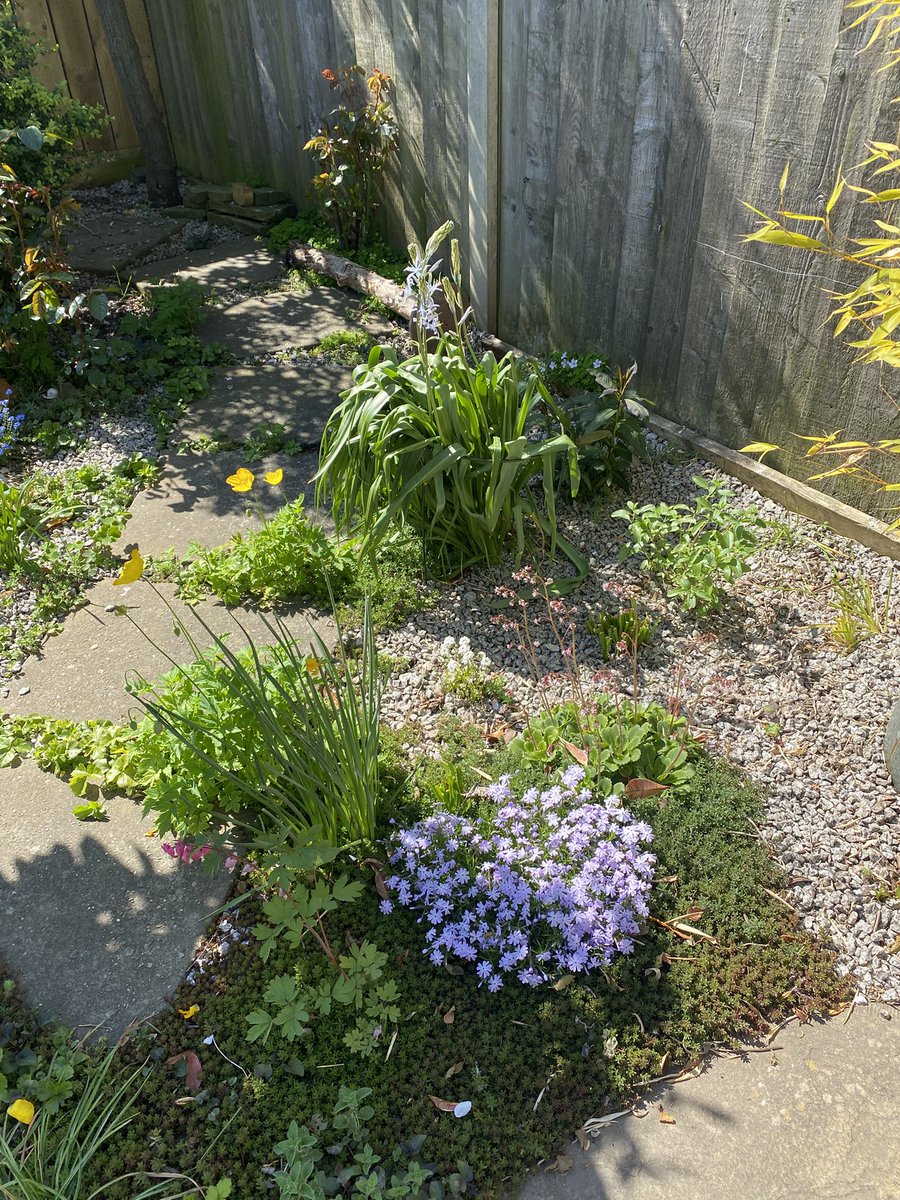 vwcecil's tweet image. Hi @mitchellsnik plants flowering in our garden-ceanothus, campanula, chives, French lavender, various anemones, bleeding heart, camassia, fuschia, blueberries, brides bouquet, forget me not, Iberia, calendula, Welsh Poppy, violets &amp;amp; phlox, it’s only 7x9 metres #getwild #insects