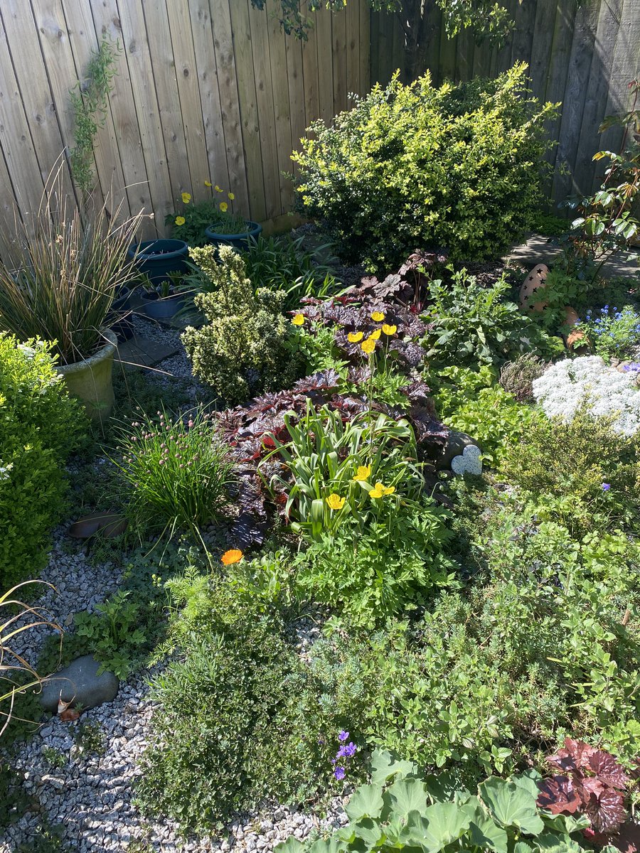 vwcecil's tweet image. Hi @mitchellsnik plants flowering in our garden-ceanothus, campanula, chives, French lavender, various anemones, bleeding heart, camassia, fuschia, blueberries, brides bouquet, forget me not, Iberia, calendula, Welsh Poppy, violets &amp;amp; phlox, it’s only 7x9 metres #getwild #insects