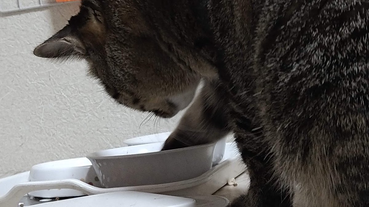 N_Suroko's tweet image. Sharing my cats with the world 🐾
“The cat is eating by hand🐈”
#cats　#meow