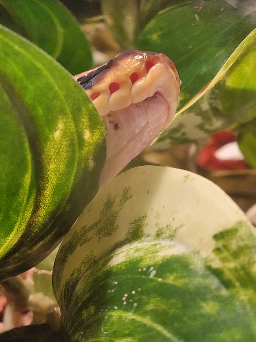 Mimi Monstera - 🌿🦷 PLANTUBER tweet media