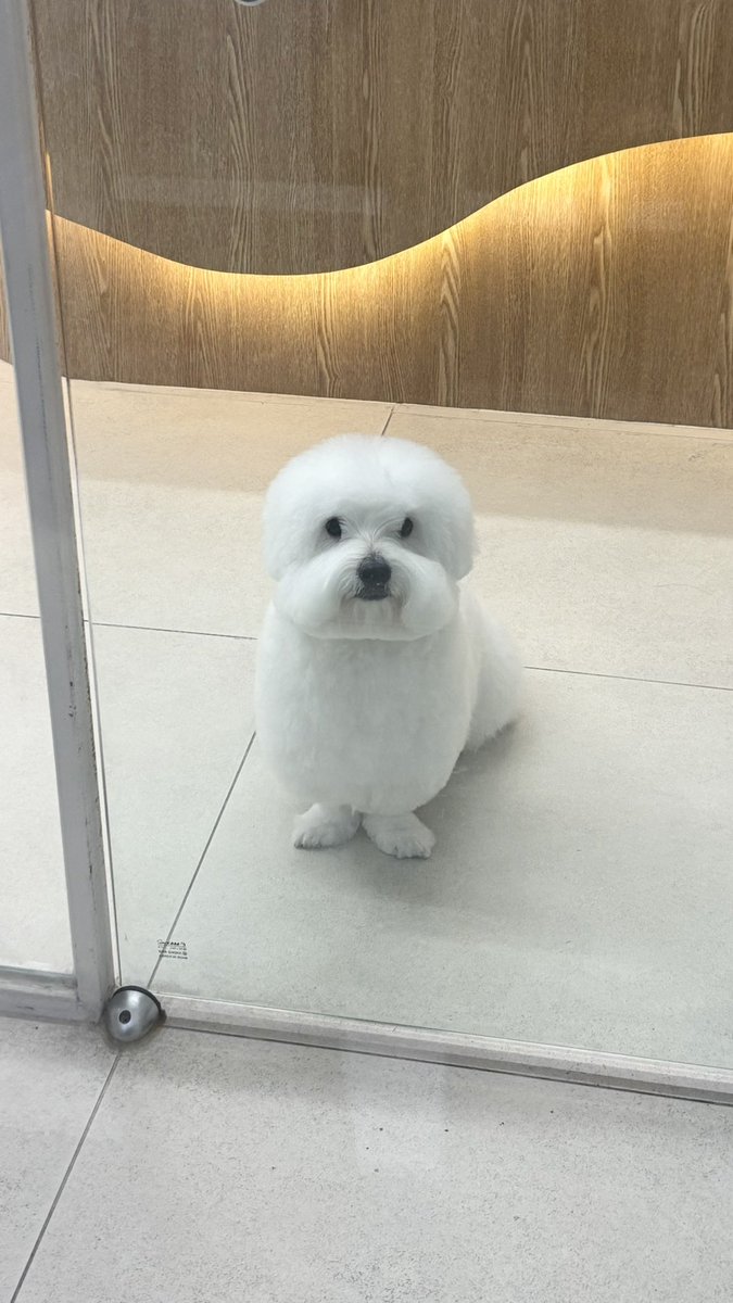 마셀 tweet media