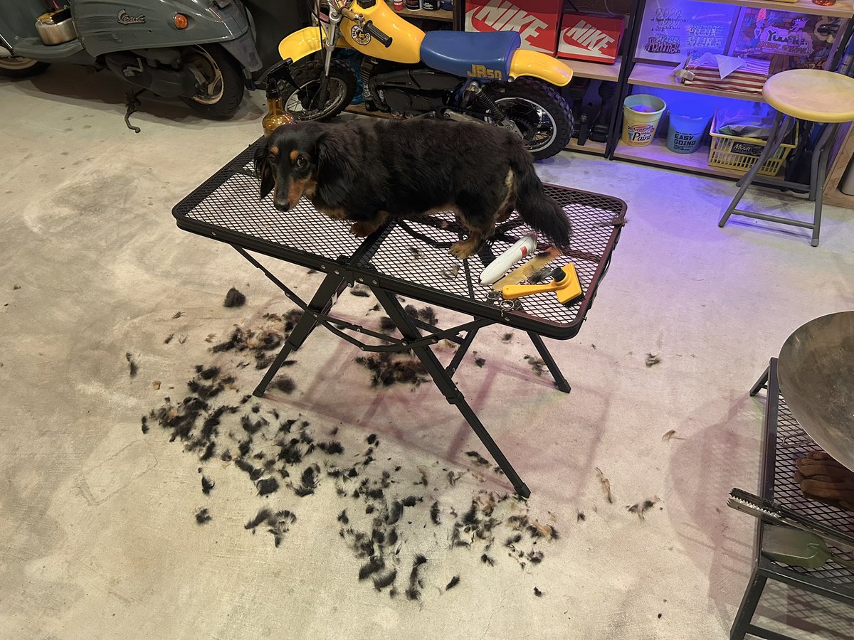 overflag0311's tweet photo. モコモコボディ過ぎたので毛刈りしました🐶 https://t.co/xnaaqpWLaK