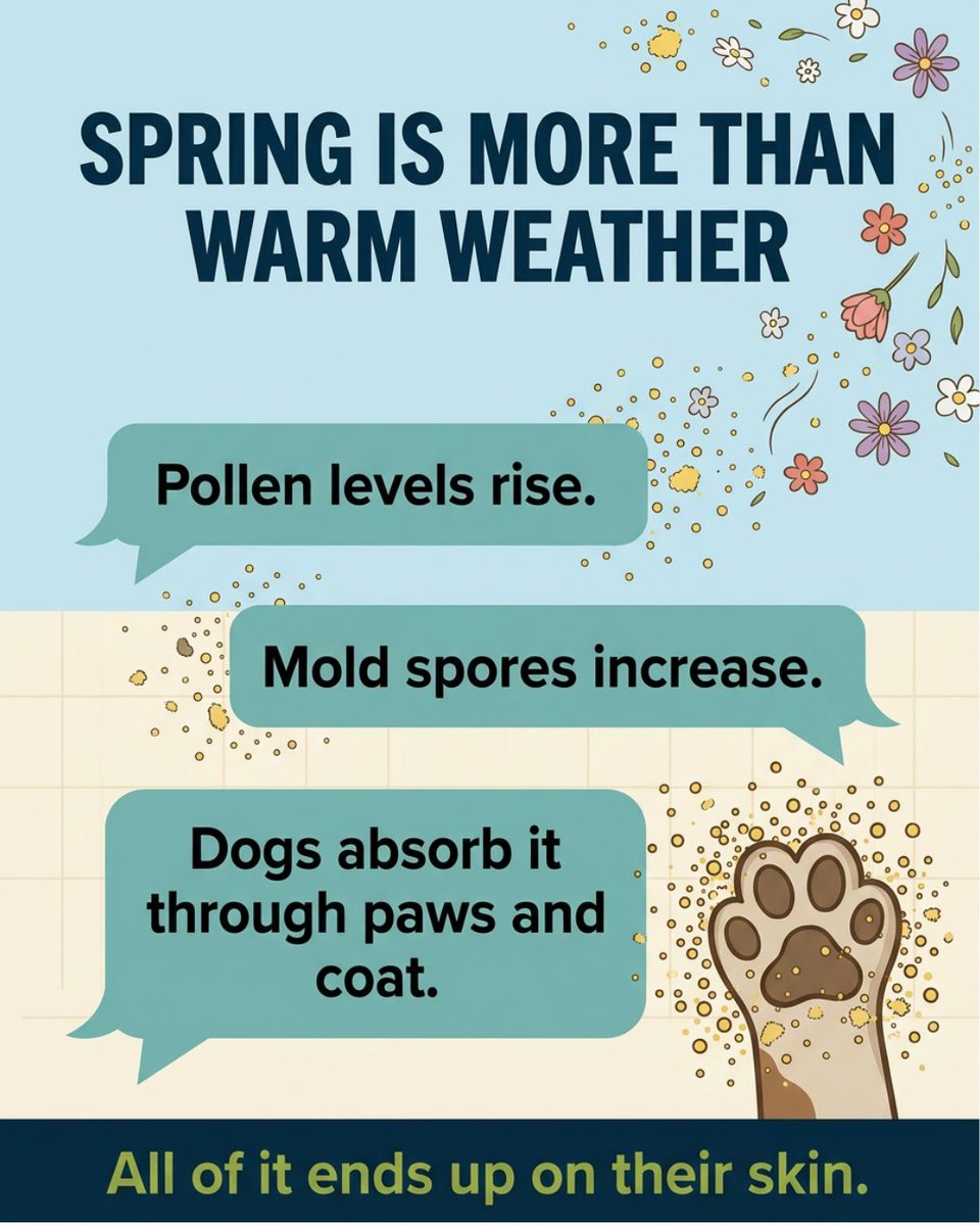 4_Legger's tweet photo. Itchy dog season is here 🌿🐶
 Skip the harsh chemicals.
 Support their skin naturally.

https://t.co/9VQY5Vr40n https://t.co/5wmWaGuFJo
