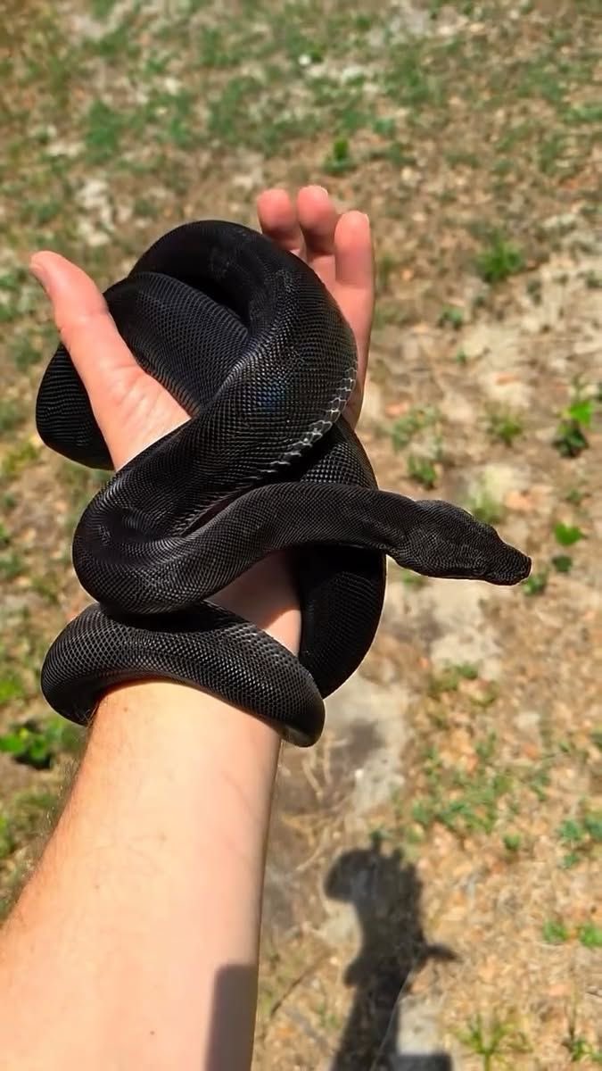 Snake tweet media