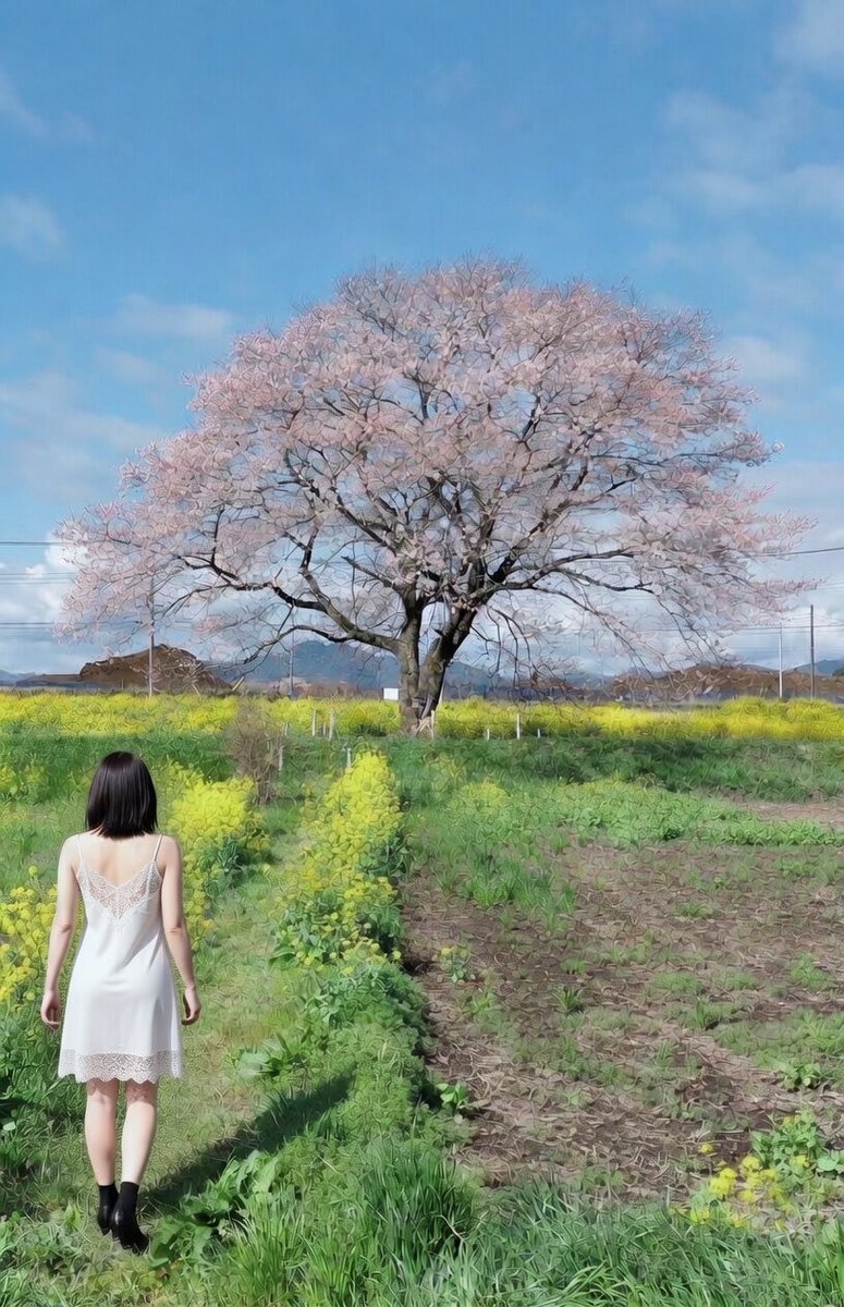 zxzZLUkdAP18459's tweet image. 春よ、こい。

こんなにくびれてないですが。

#Grok #生成AI