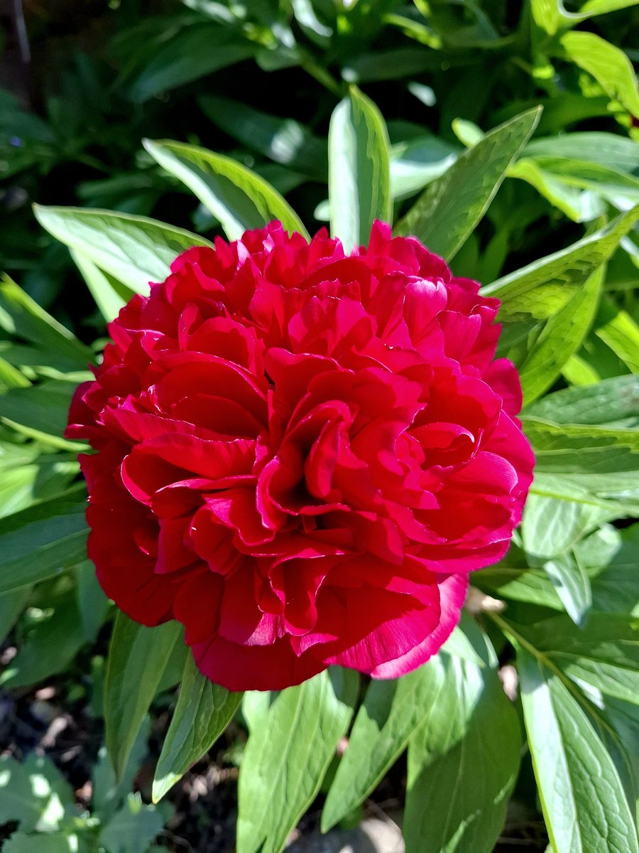 Battagliart's tweet image. 💕 Gorgeous &amp;amp; sunny ( mini heatwave for May ) this morning &amp;amp; the peonies are flowering &amp;amp; looking a wonderful vivid colour in the sun !!! . . . the peonies were my mothers ( so family heirlooms !!! ) &amp;amp; still beautiful ( do love flowers ) 💕 
#peonies #flowers #garden #home #Essex