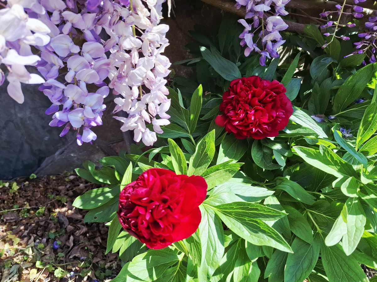 Battagliart's tweet image. 💕 Gorgeous &amp;amp; sunny ( mini heatwave for May ) this morning &amp;amp; the peonies are flowering &amp;amp; looking a wonderful vivid colour in the sun !!! . . . the peonies were my mothers ( so family heirlooms !!! ) &amp;amp; still beautiful ( do love flowers ) 💕 
#peonies #flowers #garden #home #Essex