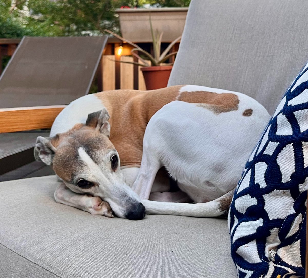 Cora the Whippet 🐕 tweet media