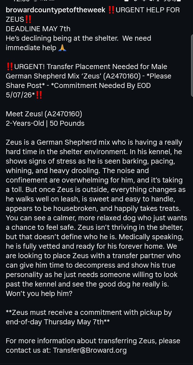 8415_n's tweet image. ZEUS #A2470160
2yo.#gsd #germanshepherd #gsdrescue
This is not a decline. This is a mental breakdown. #browardcounty #ftlauderdale says he must have a commitment by 5️⃣/7️⃣. I think he doesn't have that much time &amp;amp; must out like IMMEDIATELY! #fortlauderdale #soflo #miami #broward