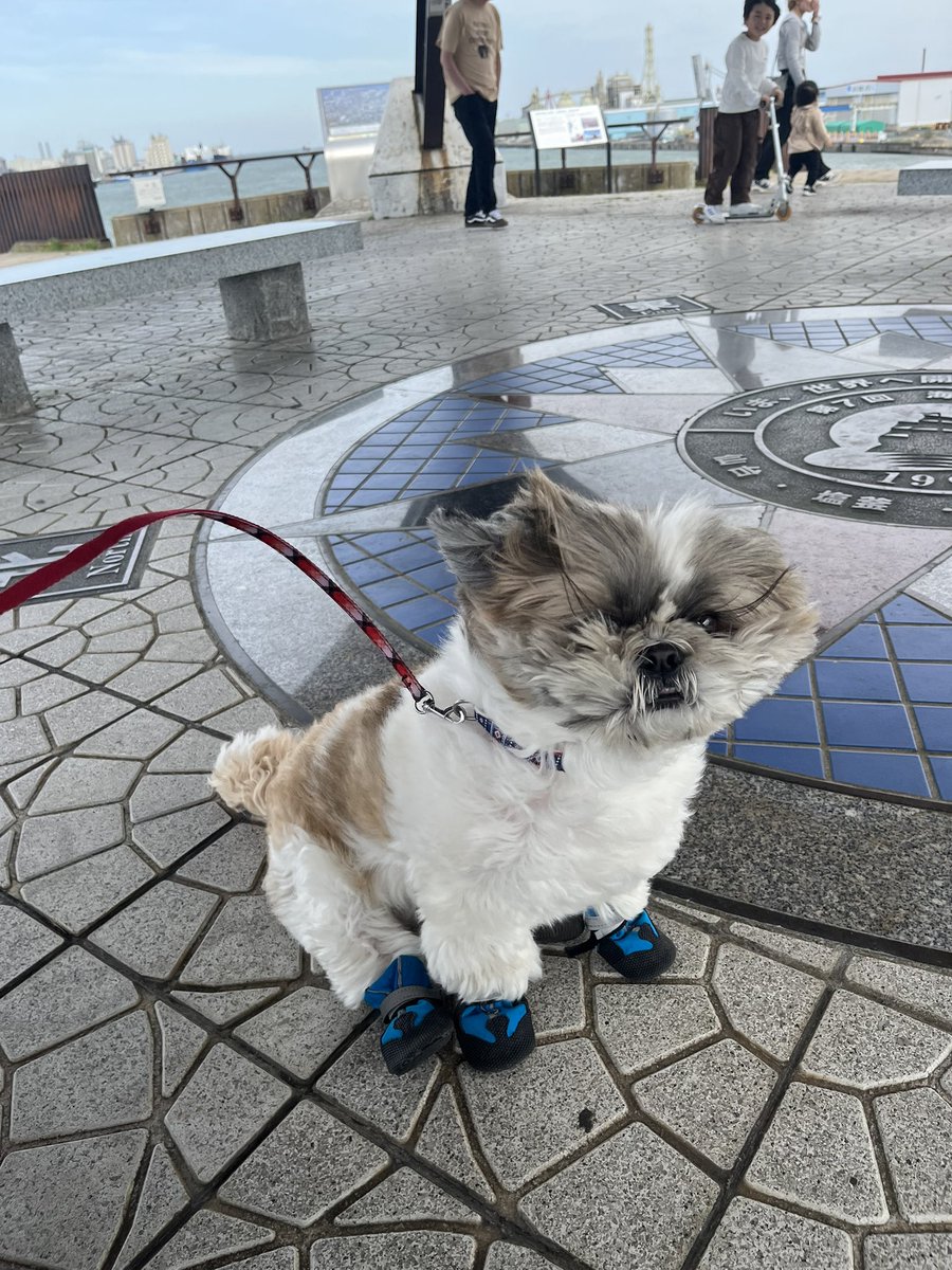 シーズー