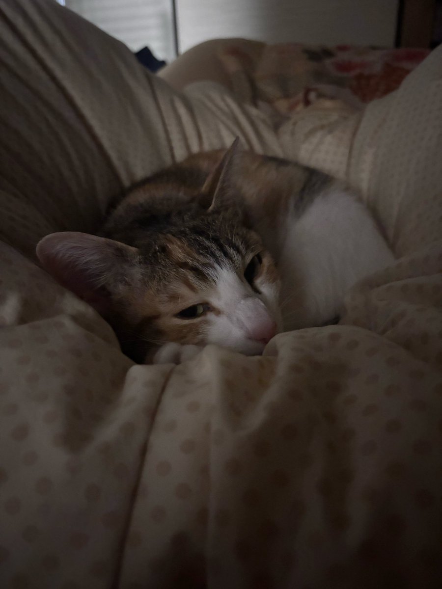 mimi__chan___'s tweet photo. この眠そうな顔がたまらない😳

#猫 #猫好きさんと繋がりたい  #保護猫 https://t.co/f1aol6yi0W