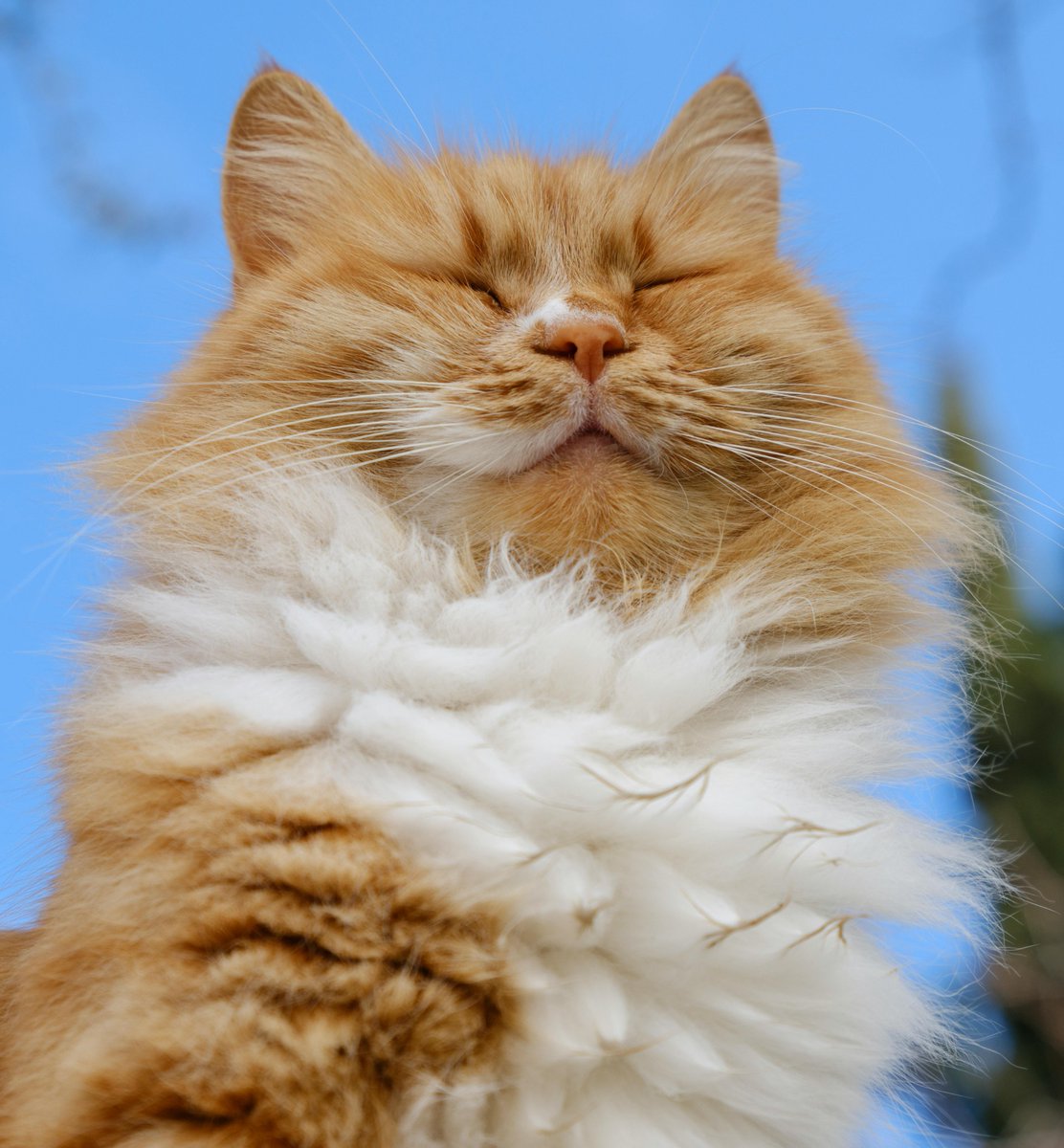 Are you a #color_pencil #artist that can never seem to quite get your fur to look vibrant and fluffy? Not sure how to get those 'garlic bulb' clumps to looks so luscious? I got you covered!

My Lush Fur Workshop on June 20 is now booking!
tinyurl.com/LushFurWorkshop