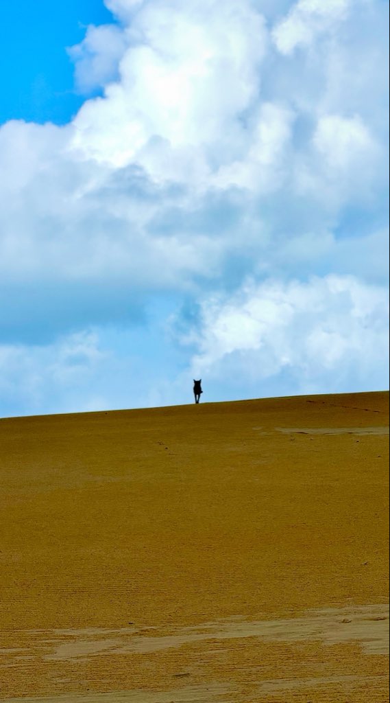 dcpositive's tweet photo. A shot I took today near Lake Wabby on K’Gari of a dingo climbing the dune into the clouds. I love Australia. This place never ceases to amaze me. https://t.co/b7FV7sTscu