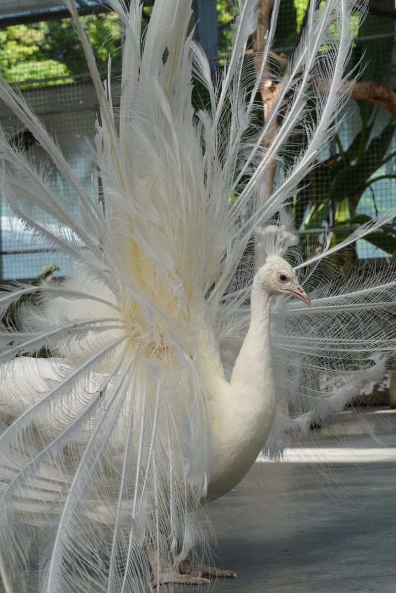 掛川花鳥園 #白孔雀 静かに広げておりました🪽 いつもおチリ披露して