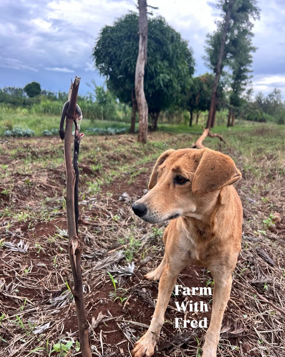 Farm With Fred tweet media