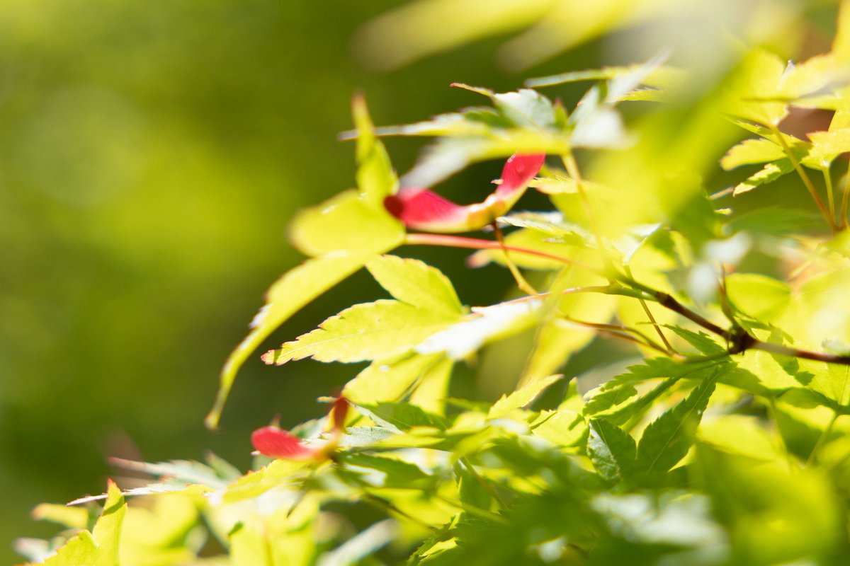 #青紅葉
綺麗な青紅葉