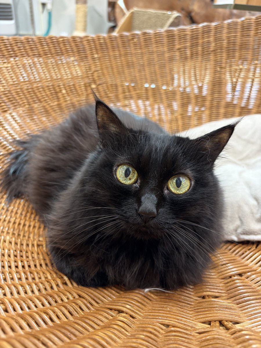 猫カフェねこまんま (@nekomanma2012) / Posts / X