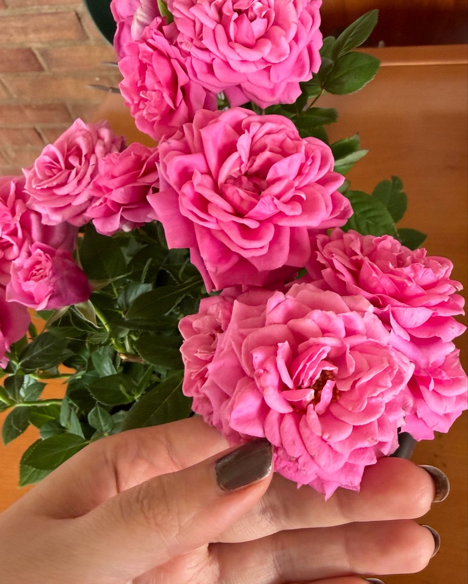 San_5M's tweet photo. Aprovecho para mostraros las nuevas.

Las rosas se llaman: Rosalina.

Los claveles: Clavelitos de mi Corazón. https://t.co/PYnPSSYJgf