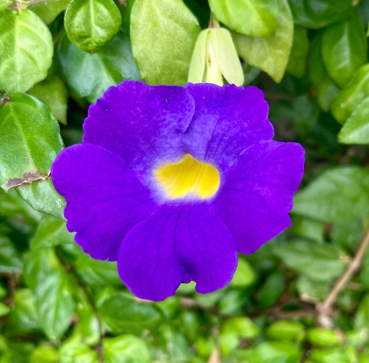 rafaelporcari's tweet image. 🌺 Fim de #cooper!
Suado, cansado e feliz, alongando e curtindo a beleza da #natureza.
Hoje, com essas delicadas #plantas.
🏁 🙆‍♂️ 
#corrida #treino #flor #flower #flowers #pétalas #pétala #jardim #jardinagem #flores #garden #flora #run #running #esporte #alongamento
