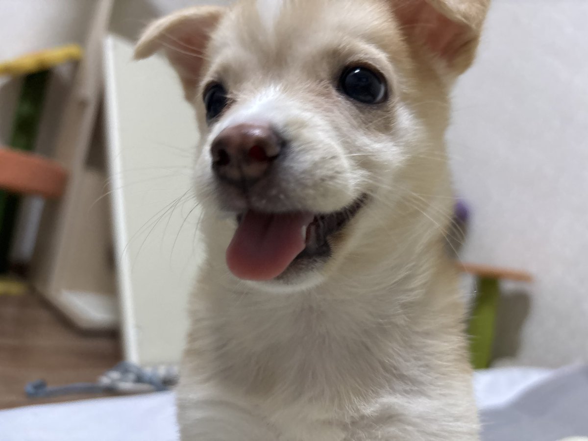 파치 tweet media