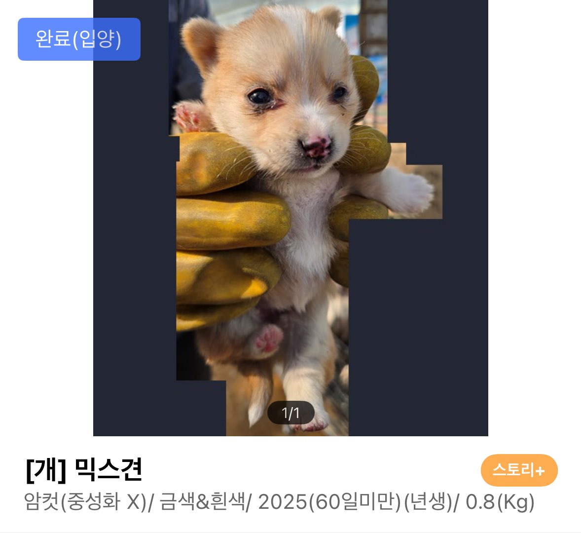 파치 tweet media