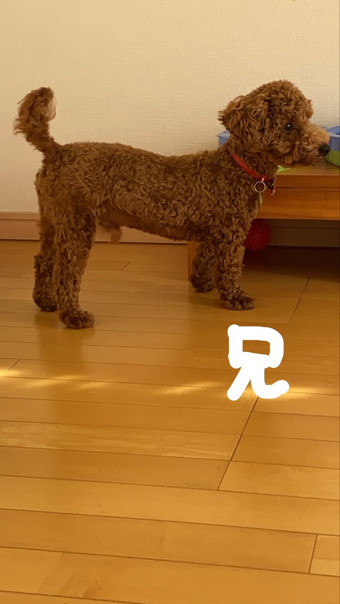 redmiso_kun's tweet photo. プードル界のシャコタン犬のみそ🚗
短い足ほんとに愛おしいなぁ、、
弟は真逆😂 https://t.co/jrEhX4IFtX