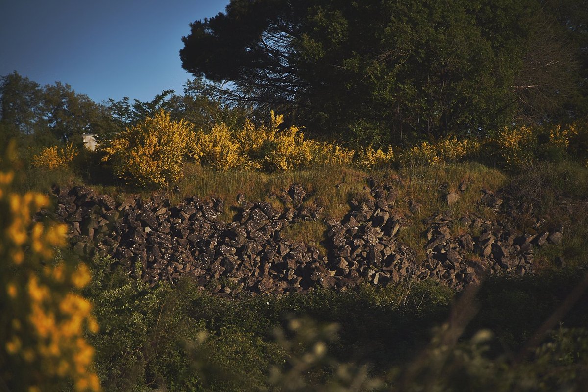 A_Sapphireh's tweet image. #yellow #green #flowers #rocks 

📸Aura S