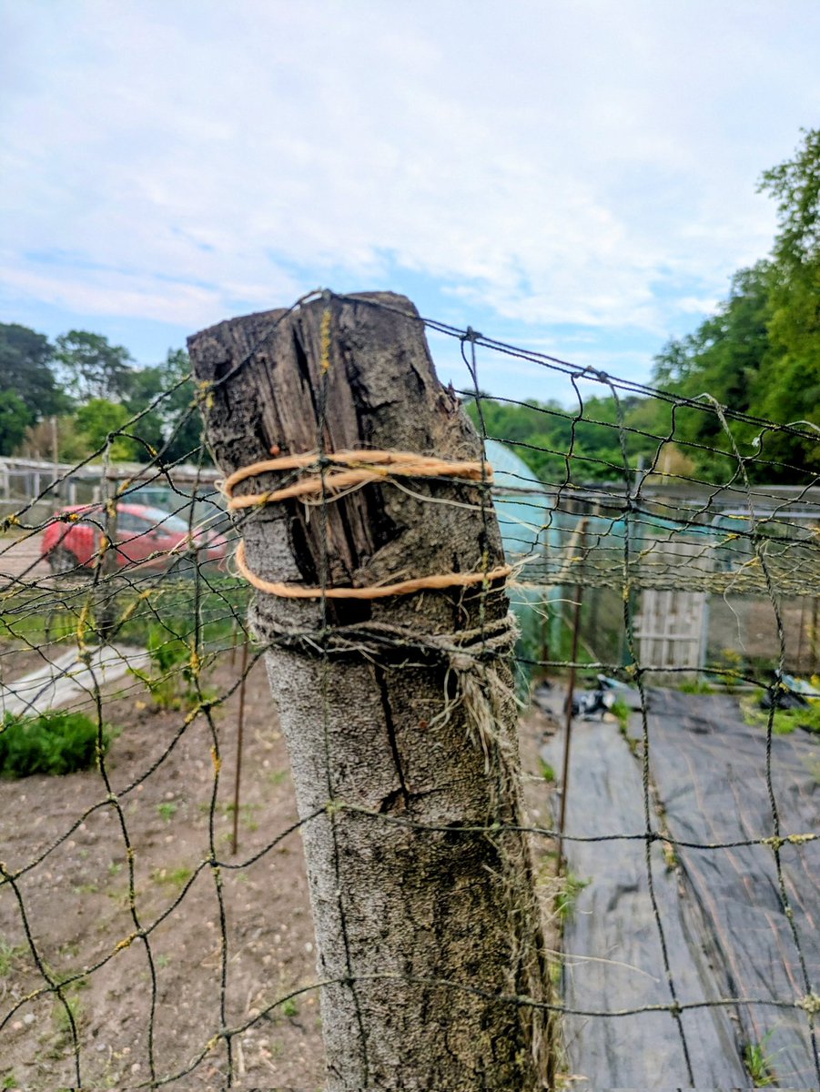 GuyBarter's tweet image. Netting the cabbage patch before planting, One of my least favourite jobs of the year with many entanglements. Net is over 20 years old and needs some repairs. Pigeons will strip a plant in the time it takes to fetch a can of water. #allotment