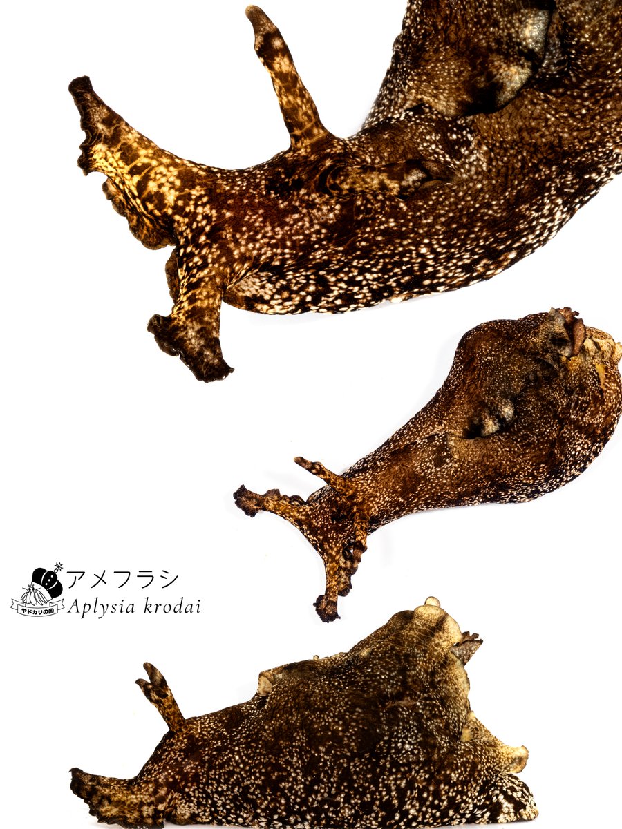 K_theHermit's tweet photo. つぶらな瞳 https://t.co/zGmlsyS8qF