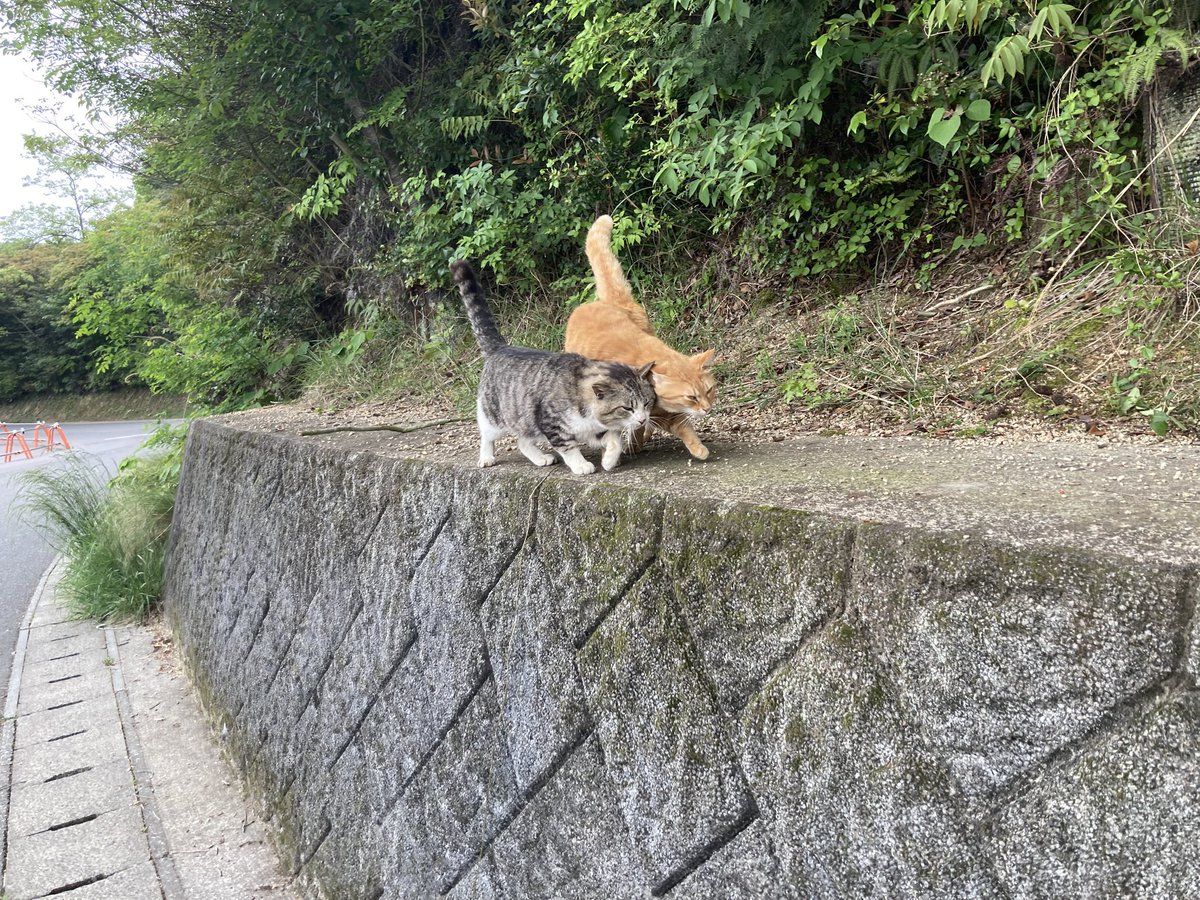 ラブラブ猫がいた。