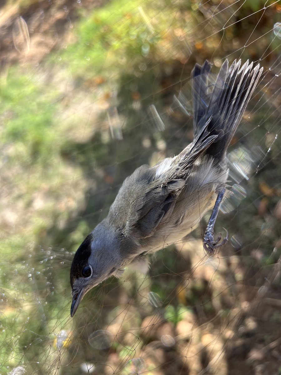 CABS_REPORTS's tweet image. Victory against songbird slaughter in #Lebanon 🇱🇧

In a joint op near Byblos, our teams shut down an illegal trapping site.

@LebISF seized mist-nets + decoys, identified the poacher &amp;amp; we released 8 warblers back into the wild.

Big thanks to officers for their rapid response! 👏