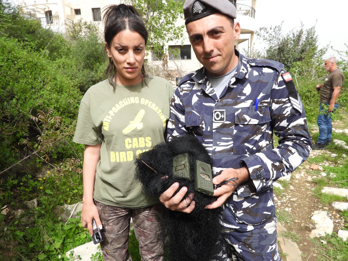 CABS_REPORTS's tweet image. Victory against songbird slaughter in #Lebanon 🇱🇧

In a joint op near Byblos, our teams shut down an illegal trapping site.

@LebISF seized mist-nets + decoys, identified the poacher &amp;amp; we released 8 warblers back into the wild.

Big thanks to officers for their rapid response! 👏