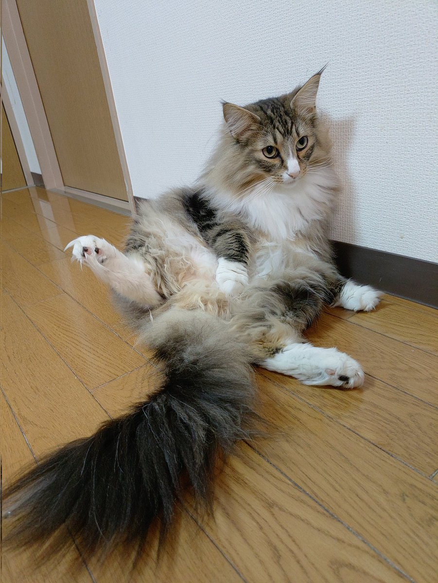 oversky4100's tweet photo. 人生初ギックリ腰
魔女の一撃って言われる意味が判りましたOrz https://t.co/bQfAqXDNjO