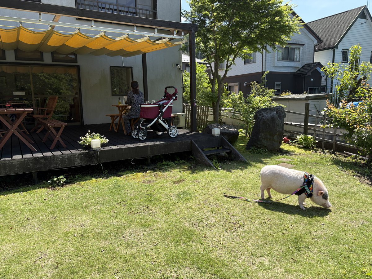 MicropigT's tweet photo. カフェで、くつろぎました https://t.co/Aq9mYqv90P