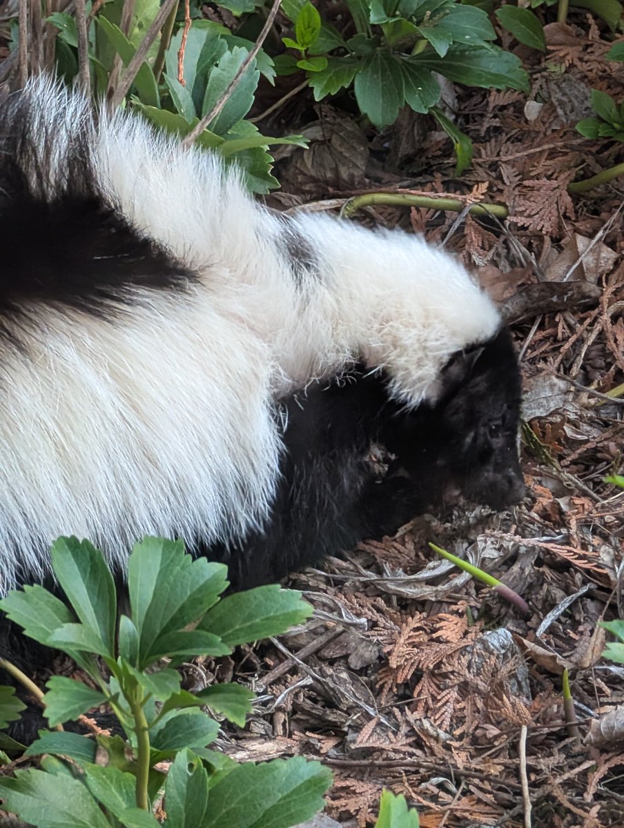 He found a mouse to eat.