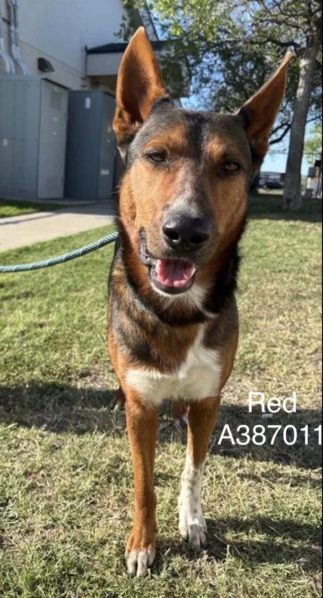 SamfromSpain's tweet image. RED #A387011,found in homeless encampment w/dislocated toes on back left foot &amp;amp; scars on same leg
Only 3yo,his life hasn’t been easy
Time 2 change that &amp;amp; get him the vet care he needs &amp;amp; a❤️🏠 be4 Corpus Christi AC put him down!
Plz PLEDGE 4 #RESCUE
#ADOPT
Will b forever grateful!