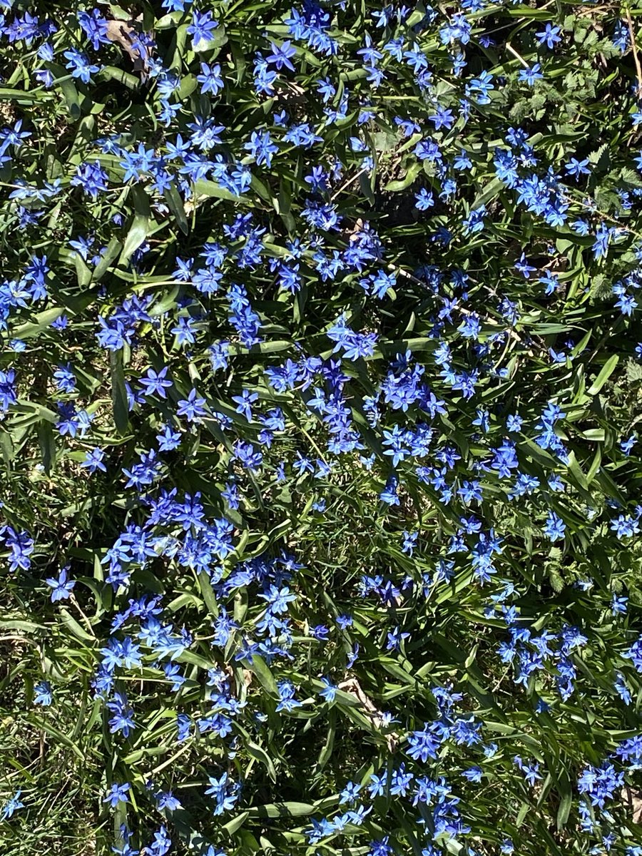 Esa_Pekkarinen's tweet image. #Helsinki #Keskuspuisto #Centralpark 🔆😎