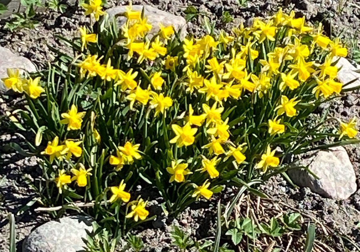 Esa_Pekkarinen's tweet image. #Helsinki #Keskuspuisto #Centralpark 🔆😎